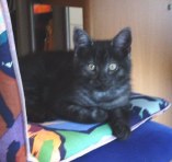 Kater Mogli kam am 25.10.02 mit 14 Wochen zu uns. Nach drei Tagen kam Micco schon mit ihm klar, nach zwei Wochen wurden sie richtige Freunde.